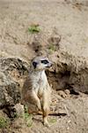 Meerkat or suricate, Suricata suricatta, small mammal belonging to the mongoose family