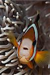 The close up of a clownfish by a anemone, Indonesia