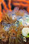 A close up on tunicate and anemone creation, Sulawesi, Indonesia