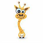 Hilarious cartoon giraffe. Illustration on white background for design.