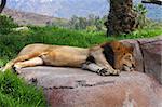 A male lion sleeping on a rock