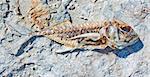 A fish skeleton carcass laying on a  beach stone