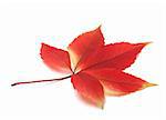 Autumn virginia creeper leaves isolated on white background