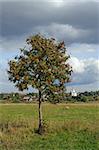 Lonely mountain ash tree on meadow and medieval Russian town Suzdal on horizon