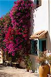 Mediterranean village street with flowering bougainvillea bushes
