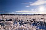 Snow covered fields of Norway. Frozen shrubs. November.