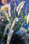 Colorful wild flowers in the field