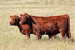 Red angus cows on pasture