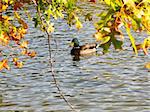 a shot of a duck on the water with fall leaves hanging over