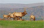 Elk feeding at daybreak in Elk County,Pennsylvania.