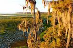 Spanish Moss sways in the wind in a swamp of central Florida.