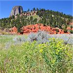 Devils Tower National Monument rises over a field of flowers in Wyoming.