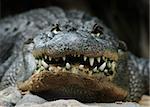 Big alligator head and teeth front potrait