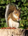 Porträt von einem grau-Eichhörnchen auf einem Baumstumpf im Herbst sunshine