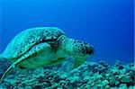 sea green turtle a underwater view. red sea, egypt.