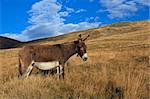 donkey grazing on a hill in autumn