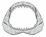 Shark jaw isolated on white
