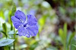 Periwinkle flowers on a meadow on a spring morning