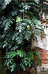 Leaves, and old walls. A refreshing and colorful. The old wall background.