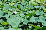 Field of Lotus plants, Nelumbo nucifera, in a japanese pond