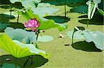 Lotus flower, Nelumbo nucifera, with green lotus leaves in a pond