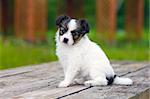 Puppy breeds Papillon sitting on the bench