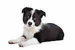 Border Collie puppy in front of a white background