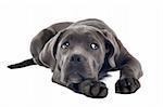 Cane corso puppy in front of a white background