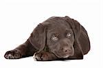 chocolate Labrador puppy in front of a white background