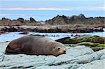 A Hookers Seal Lion resting on a rock on the New Zealand coast.