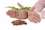 Businessman protecting plant sprouting from a pile of coins - good investment and money concept