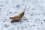 small brown grasshopper sits on stone in the sun