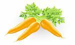 Illustration of some fresh tasty orange carrots