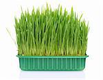 Green grass in flowerpot isolated on white background