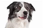 Border Collie sheepdog in front of a white background