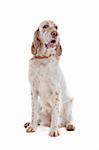 English Setter in front of a white background