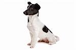 Jack Russel Terrier in front of a white background