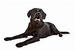 cross breed dog of a Labrador and a Flat-Coated Retriever in front of a white background