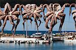 Octopuses hanging to dry outdoors close to a small Greek harbour in Chania, Greece.