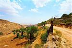 Olive Grove on the Slopes of the Mountains of Samaria, Israel