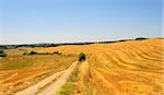 The Dirt Road Between The Fields Of Tuscany