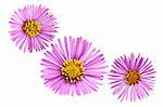 Aster flowers isolated on white background