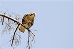 A Common Buzzard (Buteo Buteo) is sitting on the branch of a tree