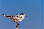 common terns (sterna hirundo hirundo) standing on a branch