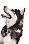 Alaskan Malamute in front of a white background