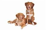 two Nova Scotia Duck Tolling Retriever dogs in front of a white background