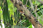 beautiful coppersmith barbet(Megalaima haemacephala)