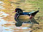 a shot of a wood duck on the water