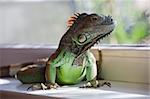 Green Iguana laying on a window sill in the room