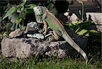 Green Iguana creeping on the stone in garden